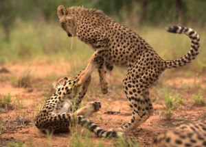 man-cheetah-wild-cubs-playing-01-625x450